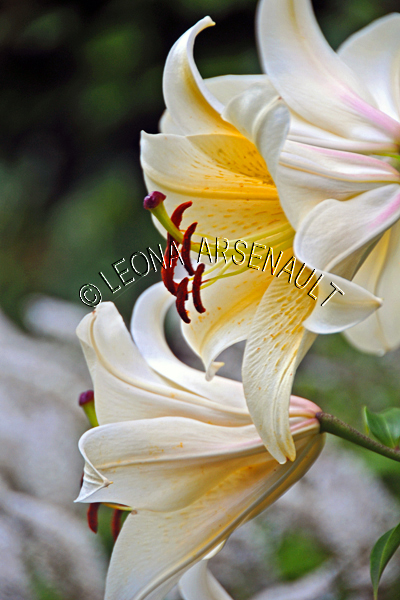 LILIES;FLOWERS;WHITE;YELLOW;VERTICAL